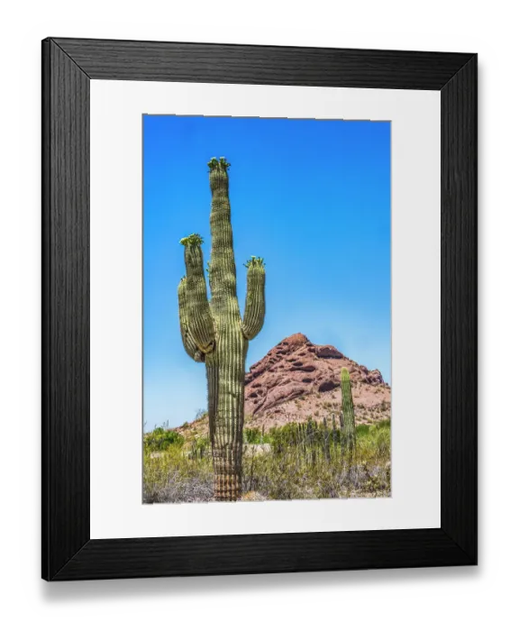 Framed Print : Saguaro cactus blooming, Brown Mountain, Desert Botanical Garden, Phoenix, Arizona