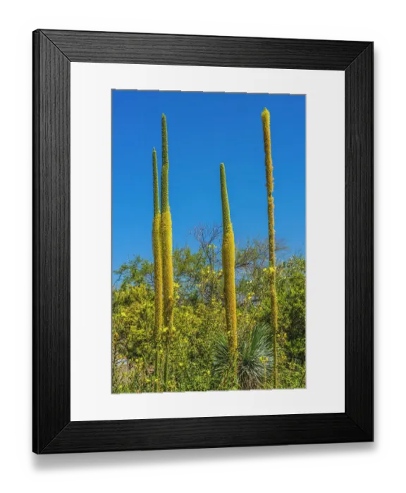 Framed Print : Thread Agaves blooming, Desert Botanical Garden, Phoenix, Arizona Framed Print : Thread Agaves blooming, Desert Botanical Garden, Phoenix, Arizona
