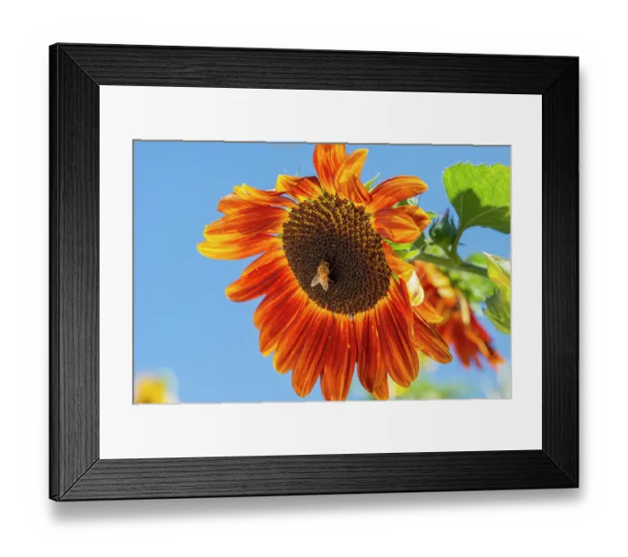 Framed Print : Honeybee lands on a huge sunflower