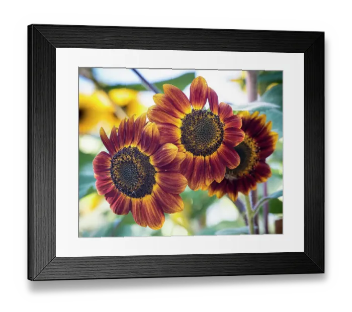 Framed Print : Trio of orange sunflowers gladdens a garden Framed Print : Trio of orange sunflowers gladdens a garden