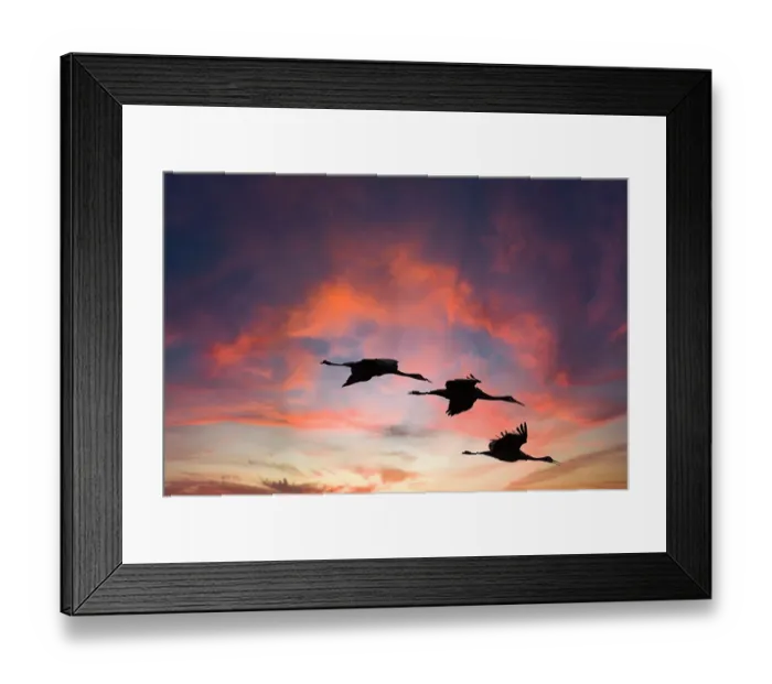 Framed Print : Trio of sandhill cranes settling in for the night