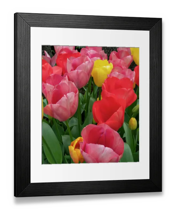 Framed Print : Bright tulips fill a garden at a local winery Framed Print : Bright tulips fill a garden at a local winery