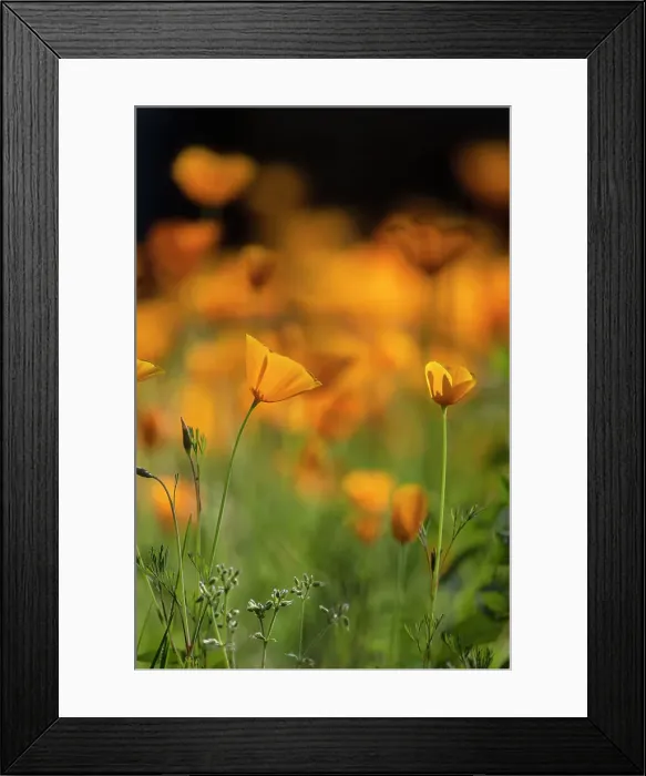 Framed Print : California poppies Framed Print : California poppies