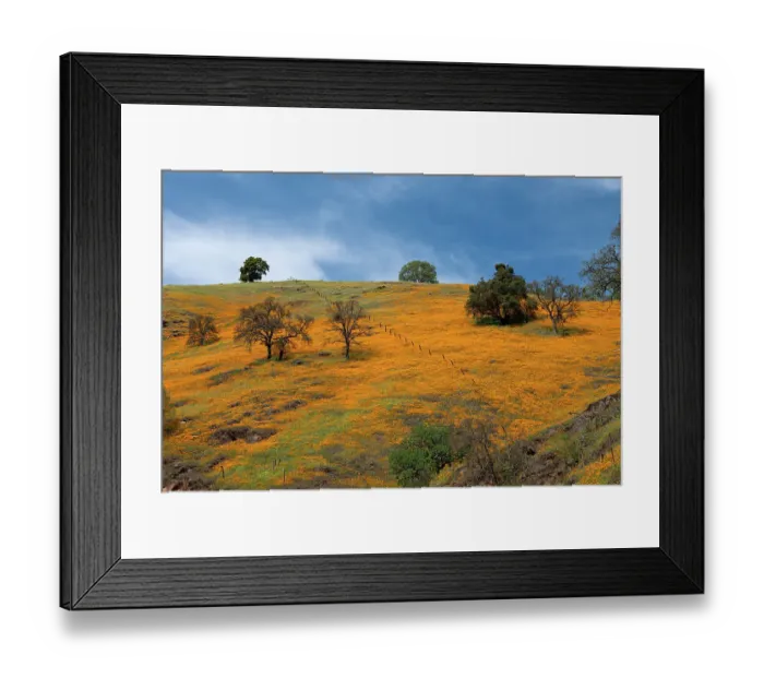 Framed Print : California poppies blooming in a field in Amador County Framed Print : California poppies blooming in a field in Amador County