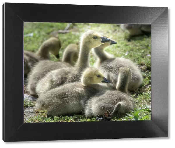 Canada geese goslings huddling together