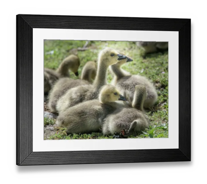 Framed Print : Canada geese goslings huddling together Framed Print : Canada geese goslings huddling together