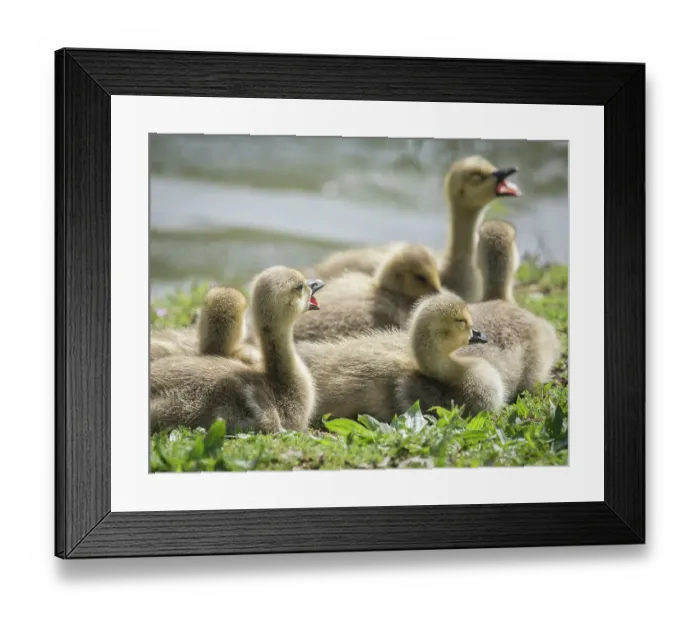 Framed Print : Canada geese goslings huddling together Framed Print : Canada geese goslings huddling together