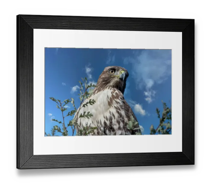 Framed Print : Closeup of red tailed hawk Framed Print : Closeup of red tailed hawk