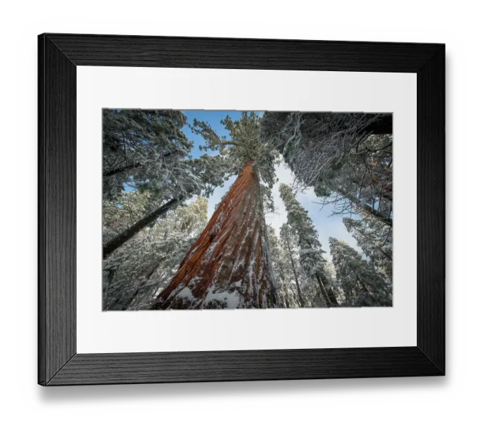 Framed Print : Fresh snow coating the trunk of this forest giant Framed Print : Fresh snow coating the trunk of this forest giant