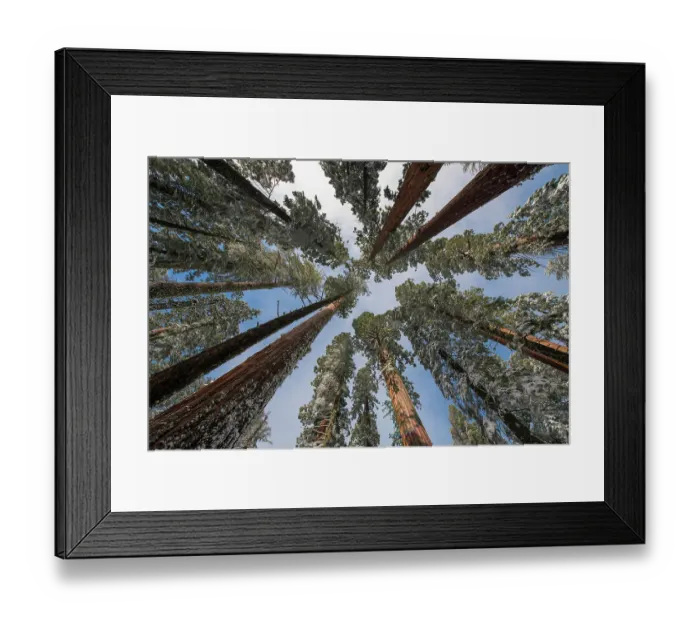 Framed Print : Fresh snow coating the trunk of this forest giant Framed Print : Fresh snow coating the trunk of this forest giant