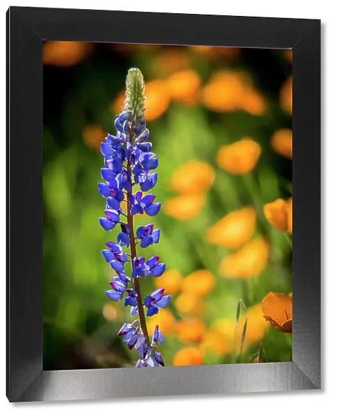 Lupines and poppies are two common wildflower that grow together