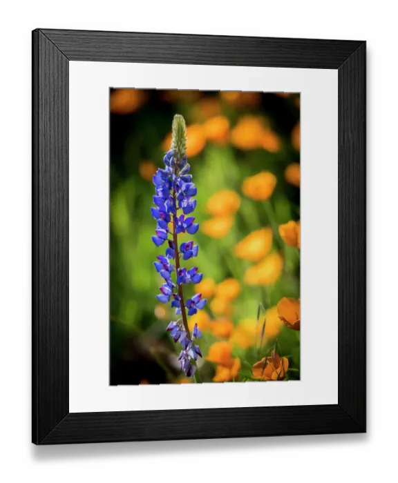 Framed Print : Lupines and poppies are two common wildflower that grow together Framed Print : Lupines and poppies are two common wildflower that grow together