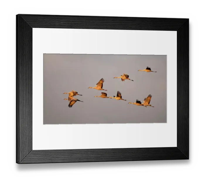 Framed Print : Sandhill cranes come in for the night in the Sacramento Valley Framed Print : Sandhill cranes come in for the night in the Sacramento Valley