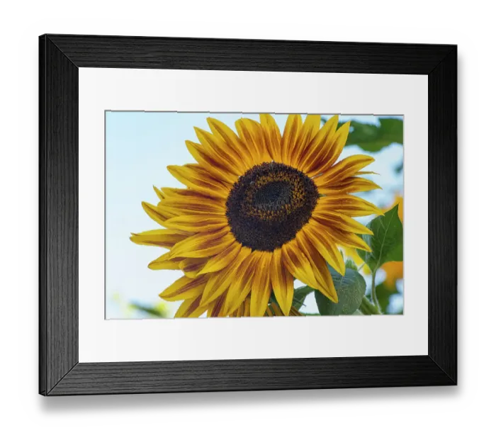 Framed Print : Sunflower brings happiness Framed Print : Sunflower brings happiness