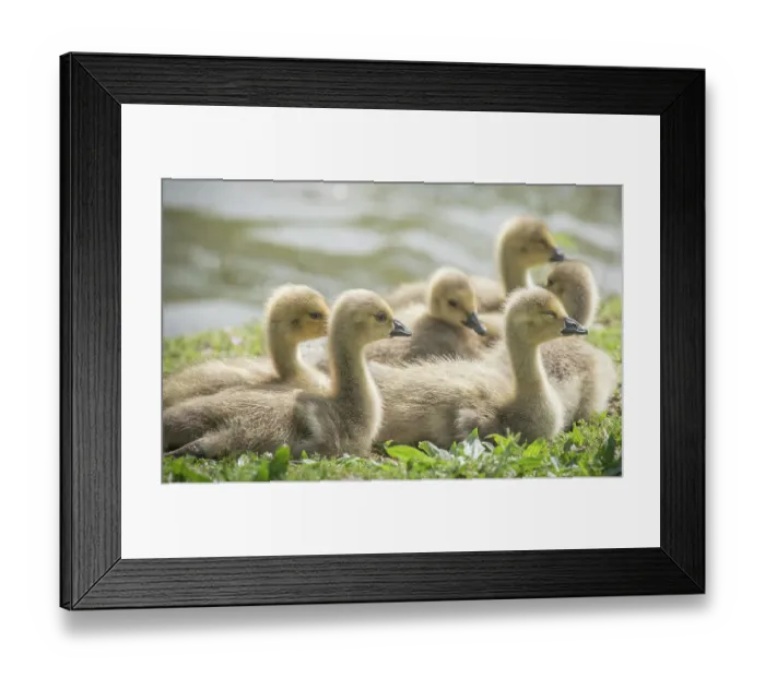 Framed Print : Warm and fuzzy Canada geese goslings crowd together Framed Print : Warm and fuzzy Canada geese goslings crowd together