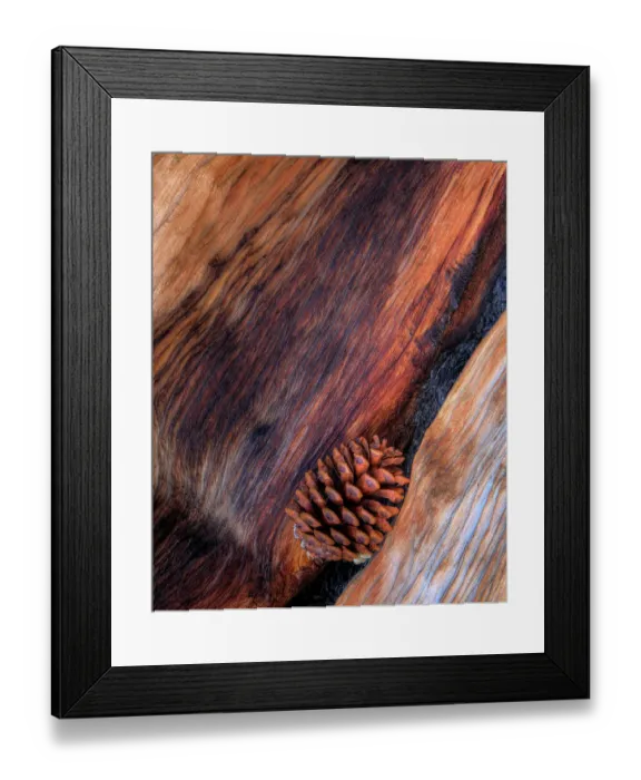 Framed Print : USA, California. White Mountains Bristle Cone Pine and Pine Cone