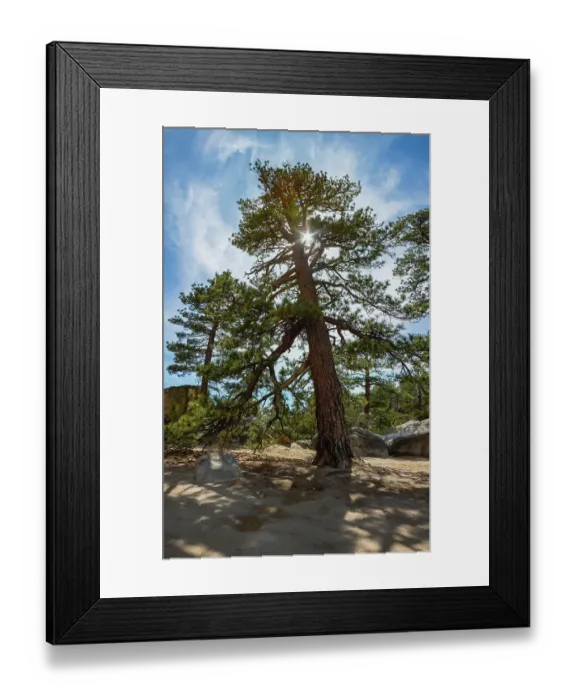 Framed Print : Ponderosa Pine, San Bernardino National Forest, California
