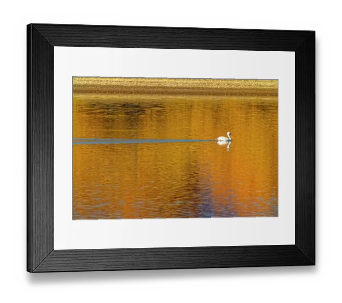 Framed Print : USA, Colorado, Loveland. American white pelican swims in Donath Lake Framed Print : USA, Colorado, Loveland. American white pelican swims in Donath Lake