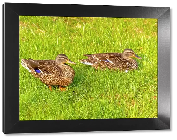 USA, Colorado, Fort Collins. Close-up of mallard ducks in grass