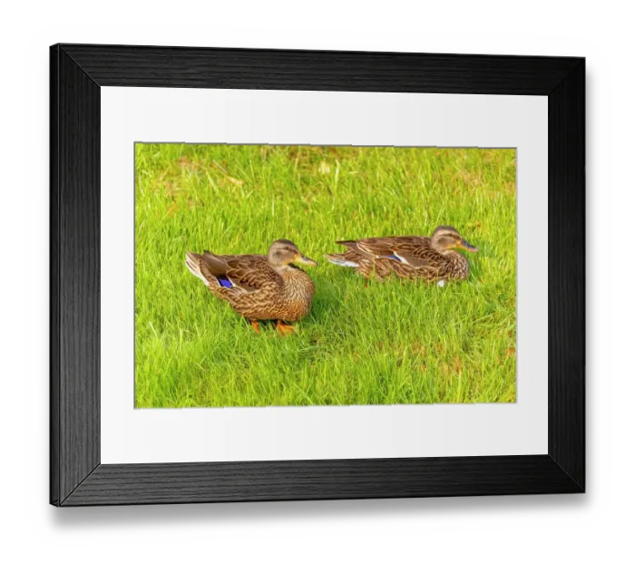 Framed Print : USA, Colorado, Fort Collins. Close-up of mallard ducks in grass