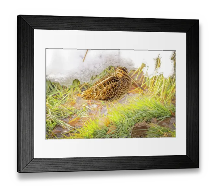 Framed Print : USA, Colorado, Fort Collins. Wilson's snipe in icy winter grass Framed Print : USA, Colorado, Fort Collins. Wilson's snipe in icy winter grass