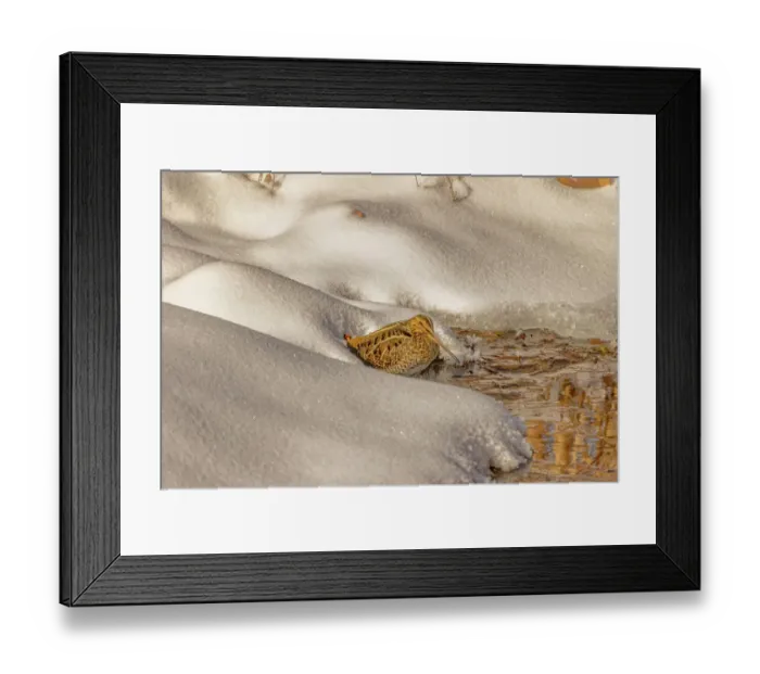 Framed Print : USA, Colorado, Fort Collins. Wilson's snipe drinks from stream in winter Framed Print : USA, Colorado, Fort Collins. Wilson's snipe drinks from stream in winter