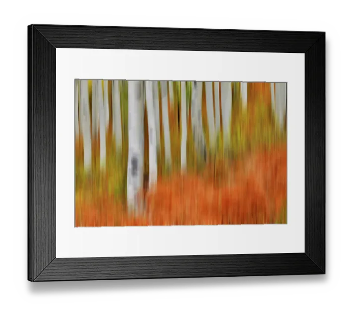 Framed Print : USA, Colorado, Owl Pass, Aspen grove design Framed Print : USA, Colorado, Owl Pass, Aspen grove design