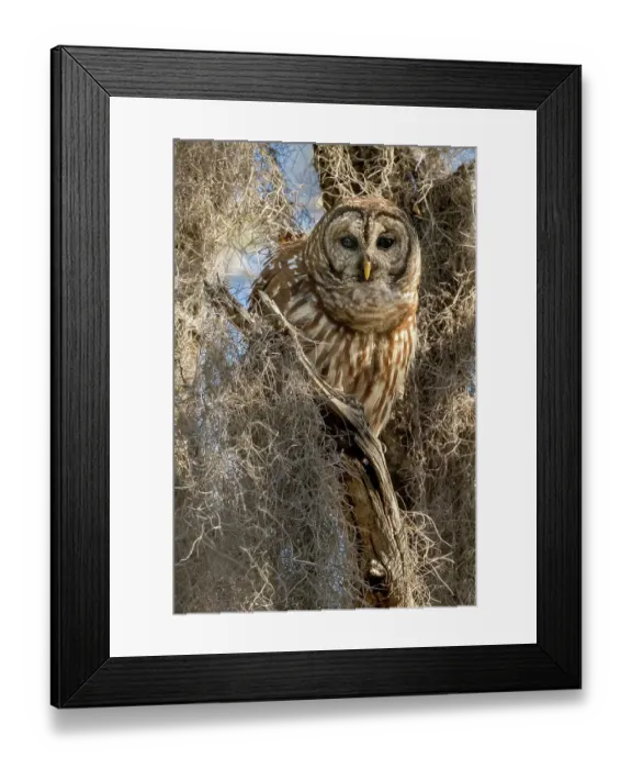 Framed Print : Barred owl, aka hoot owl in tree, Florida, USA