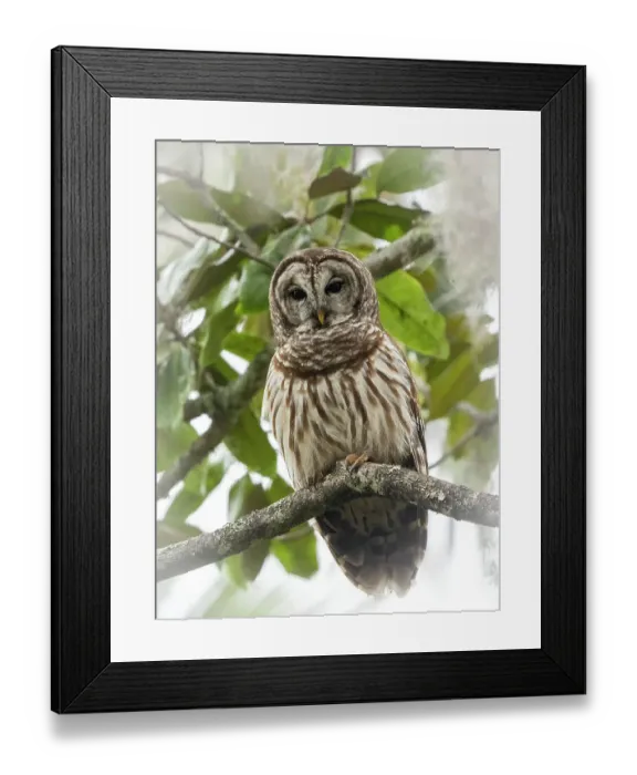 Framed Print : Barred owl, aka hoot owl in tree, Florida, USA Framed Print : Barred owl, aka hoot owl in tree, Florida, USA