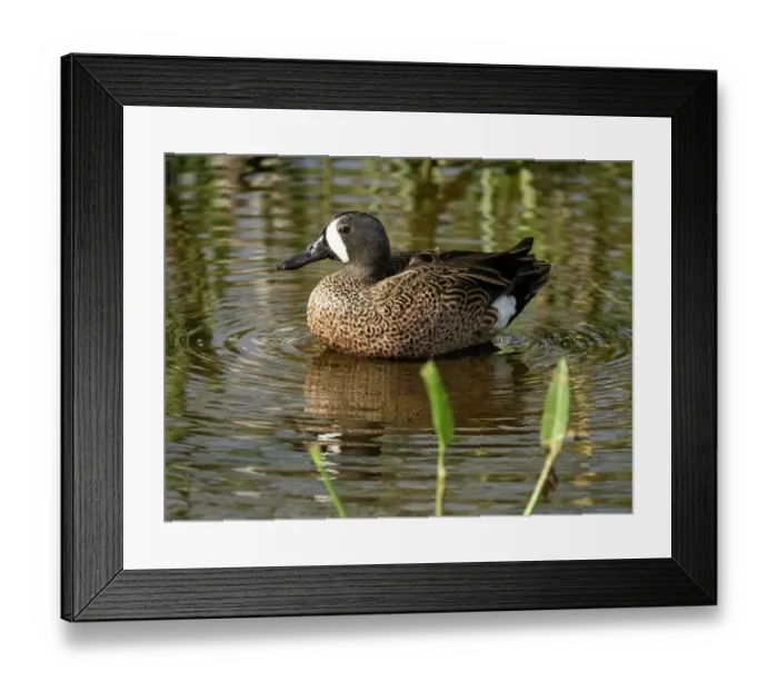 Framed Print : Blue-winged teal, Florida, USA Framed Print : Blue-winged teal, Florida, USA