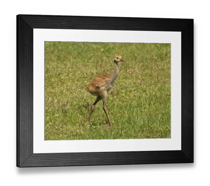 Framed Print : Florida sandhill crane colt, Florida, USA Framed Print : Florida sandhill crane colt, Florida, USA