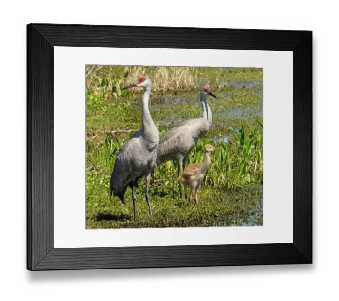 Framed Print : Florida sandhill crane adult with colt, Florida, USA Framed Print : Florida sandhill crane adult with colt, Florida, USA