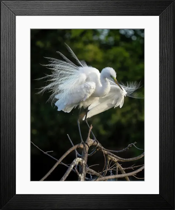 Framed Print : Great Egret, Florida, USA