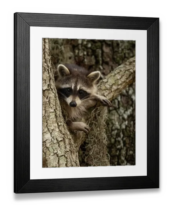 Framed Print : Raccoon, Florida, USA Framed Print : Raccoon, Florida, USA
