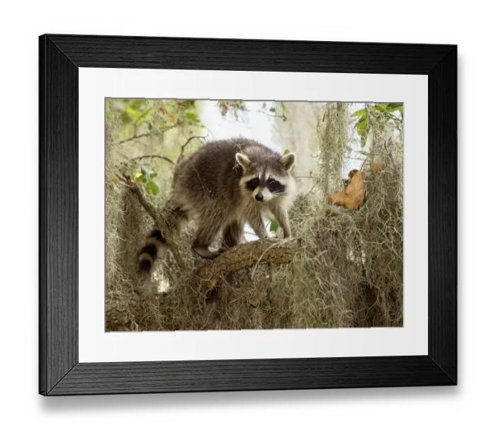 Framed Print : Raccoon, Florida, USA Framed Print : Raccoon, Florida, USA