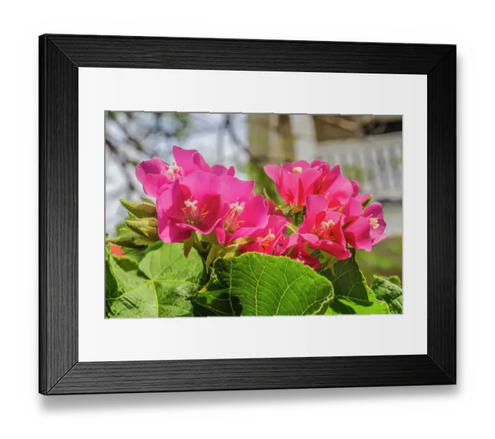 Framed Print : Pinkball hydrangea, Key West, Florida Framed Print : Pinkball hydrangea, Key West, Florida
