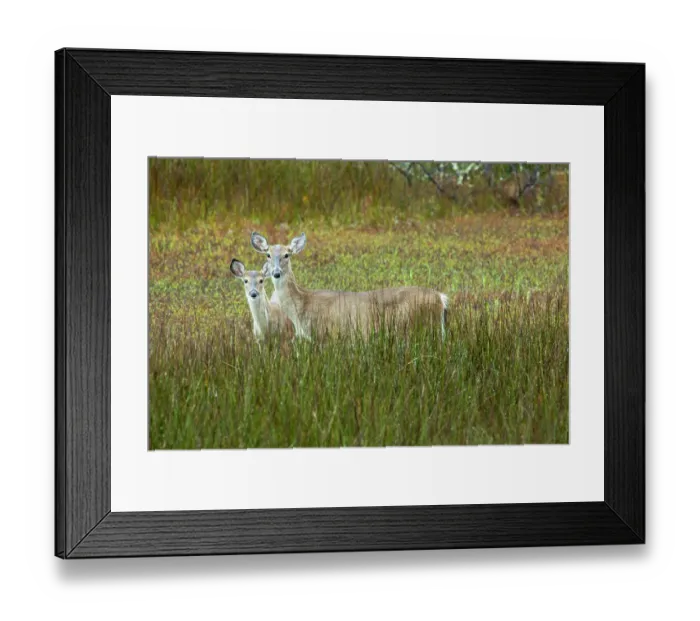 Framed Print : USA, Georgia, Savannah. Doe an fawn in the marsh grass Framed Print : USA, Georgia, Savannah. Doe an fawn in the marsh grass