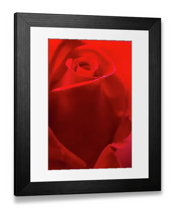 Framed Print : USA, Georgia, Savannah. Red rose bud in the spring