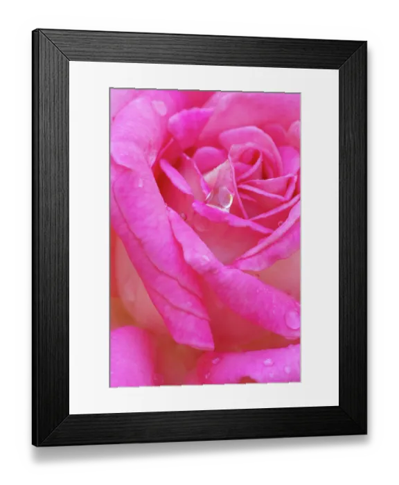 Framed Print : USA, Georgia, Savannah. Pink rose with water drops