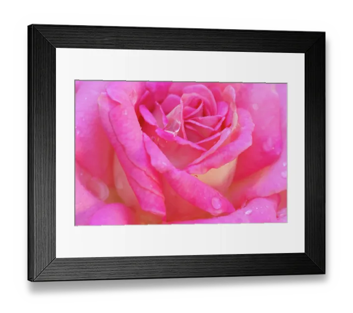 Framed Print : USA, Georgia, Savannah. Pink rose with water drops Framed Print : USA, Georgia, Savannah. Pink rose with water drops