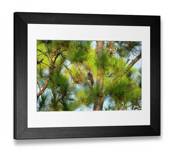 Framed Print : USA, Georgia, Savannah. Pileated woodpecker in tall pine tree