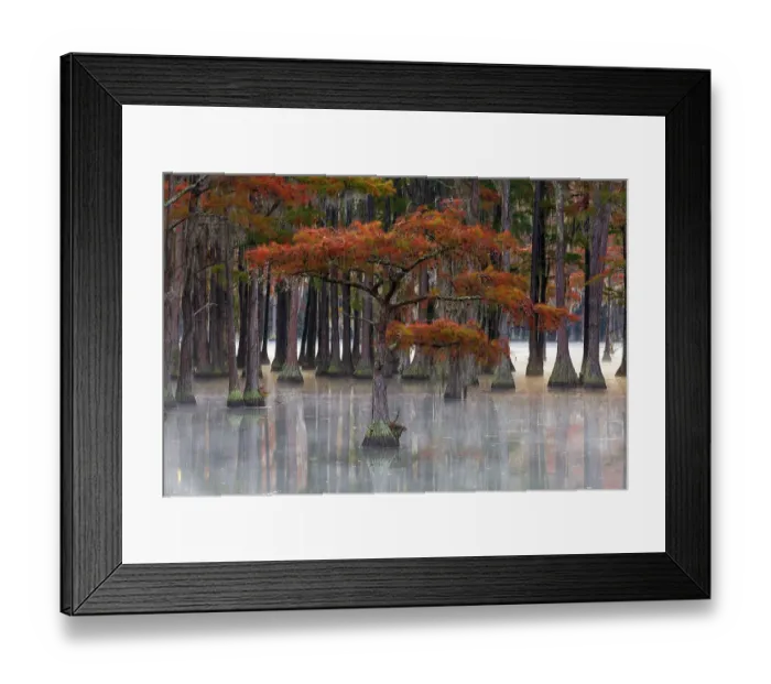 Framed Print : USA, Georgia, Twin City. Fall cypress tress in the fog Framed Print : USA, Georgia, Twin City. Fall cypress tress in the fog