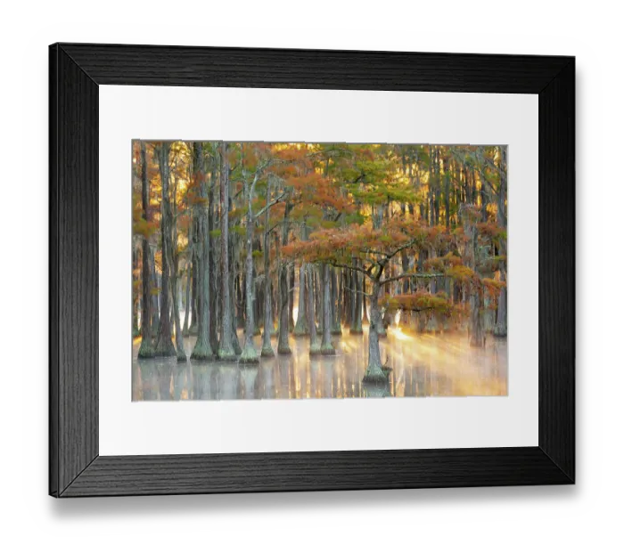 Framed Print : USA, Georgia, Twin City. Fall cypress tress in the fog at sunrise Framed Print : USA, Georgia, Twin City. Fall cypress tress in the fog at sunrise