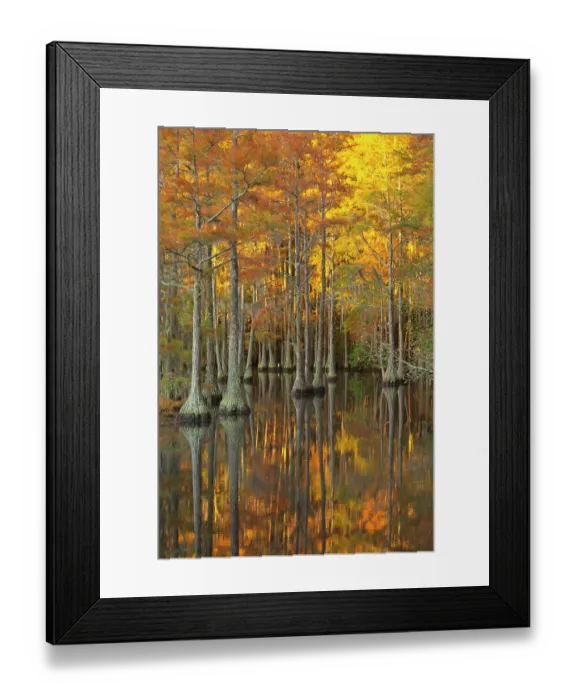 Framed Print : USA, Georgia, Twin City. Fall cypress tress in the morning light Framed Print : USA, Georgia, Twin City. Fall cypress tress in the morning light