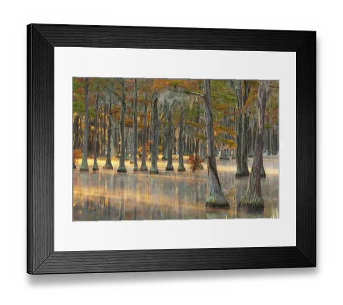 Framed Print : USA, Georgia, Twin City. Fall cypress tress in the fog at sunrise Framed Print : USA, Georgia, Twin City. Fall cypress tress in the fog at sunrise