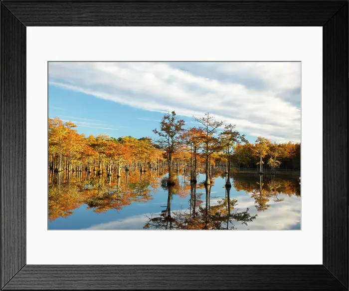 Framed Print : USA, Georgia, Twin City. Cypress trees in morning light in the fall Framed Print : USA, Georgia, Twin City. Cypress trees in morning light in the fall