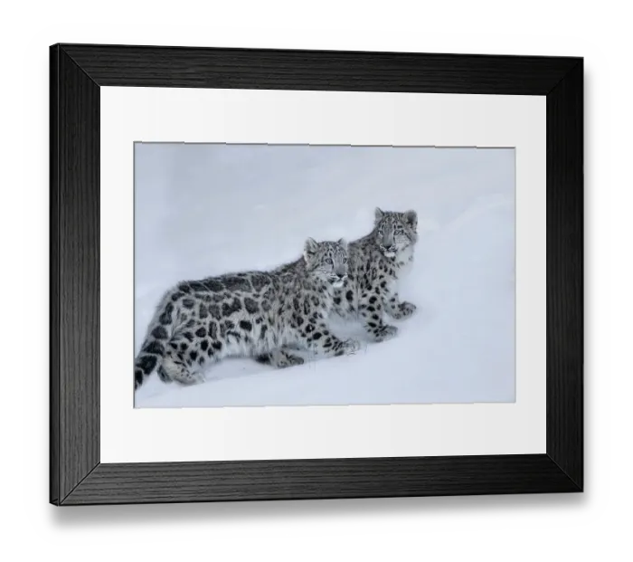 Framed Print : USA, Montana. Captive snow leopards in winter Framed Print : USA, Montana. Captive snow leopards in winter