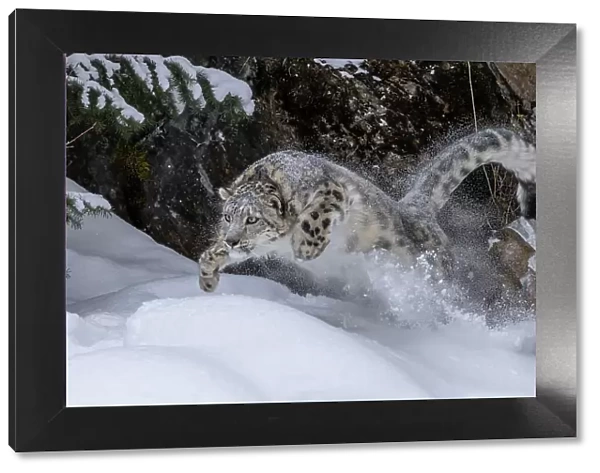 USA, Montana. Leaping captive snow leopard in winter