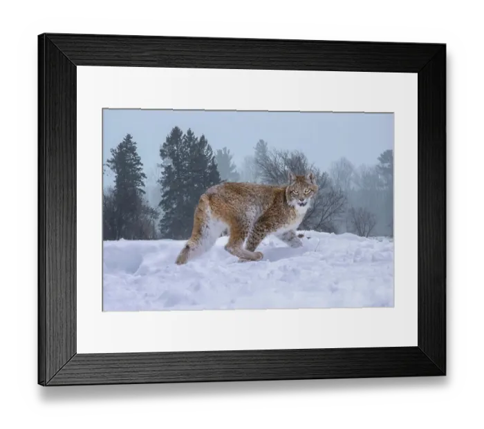 Framed Print : USA, Montana. Captive bobcat in snow