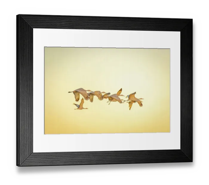Framed Print : USA, New Mexico, Bosque del Apache National Wildlife Reserve. Sandhill cranes in flight Framed Print : USA, New Mexico, Bosque del Apache National Wildlife Reserve. Sandhill cranes in flight